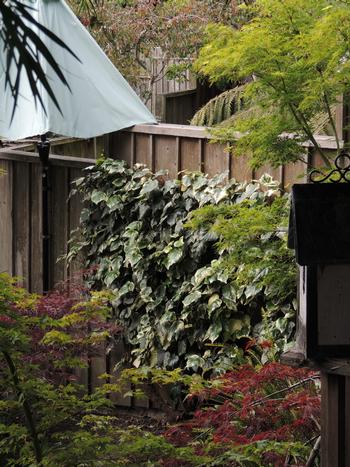 This patch of variegated ivy is kept small and not allowed to escape to the rest of the garden. Photo: Diane Lynch
