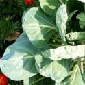 July 2022: Plant Partners