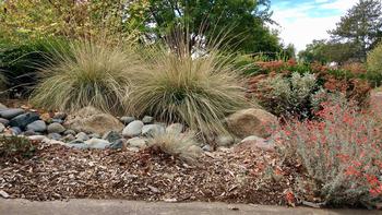 Use diverse plant types including trees, shrubs, grasses, and flowers to help support a healthy watershed. Photo: Alicia Springer, UC ANR