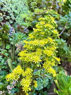 Monocarpic succulent Aeoniums bloom just once in their lifespan. Photo: James Campbell