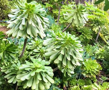 Aeoniums are succulents that come in all sorts of sizes. Photo: James Campbell