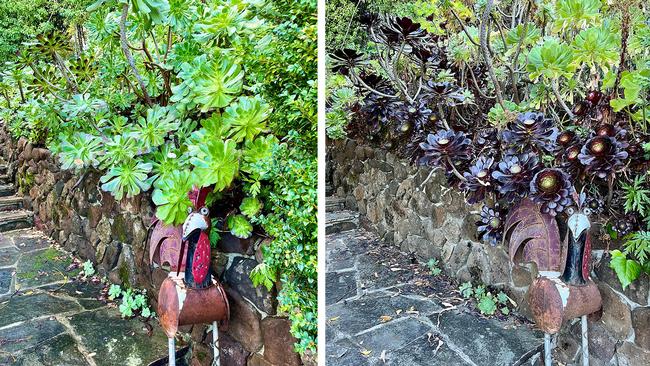 In the winter months in Marin, Aeoniums are lush green and fleshy; in summer Aeoniums shrink in size and turn darker colors. Photo: James Campbell