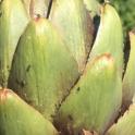August 2022: Managing Pests in the Organic Garden