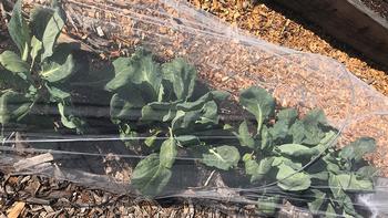 Tulle netting is used as a row cover to protect leafy greens in the Edible Garden. Photo: Marty Nelson