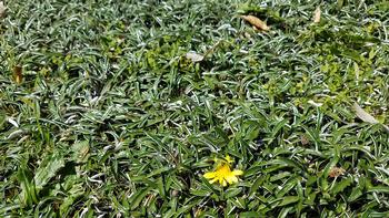 Save water by reducing the size of your lawn or consider a lawn alternative like Dymondia. Photo: Stephanie Falzone