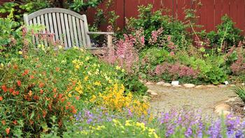 Native plants not only help conserve water but they support local pollinators. Photo: Jeff Silva