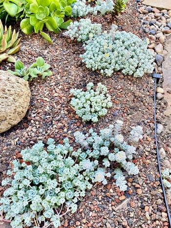 The tiny Marin native succulents Yellow Stonecrop (Sedum spathulifolium) Cape Blanco and Purpureum have blue-ish leaves and yellow flowers.