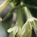 September 2022: Introducing the Honeyberry