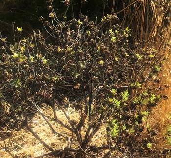The transplanted honeyberry bush needs time to become more established before it will produce any flowers or fruit. Photo: Marty Nelson