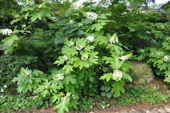 ‘Pee Wee’ grows 4 feet tall and 3 feet wide, just right for most backyard settings. Photo: PlantMaster
