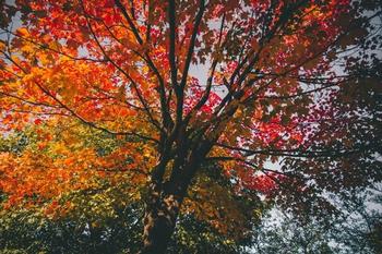 When autumn leaves drop, they enrich soil, prevent dry roots, suppress weeds, and create habitat for many small creatures. Photo: Piqsels