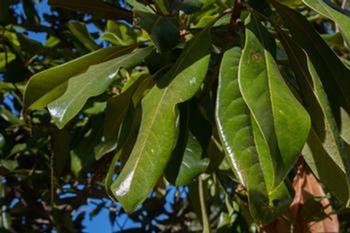 Leaves with thick, waxy tissue break down faster when shredded or chopped up with a weed whacker. Photo: Karen Gideon