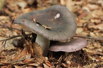 Charcoal burner mushroom, Russula cyanoxantha. Photo: Björn S.