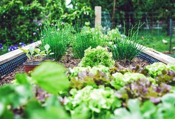 Fast-growing plants, like annual vegetables, use soil nutrients more quickly than plants that grow more slowly. Photo: Markus Spiske, Unsplash