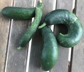 These cucumbers are examples of the types of distortions resulting from incomplete pollination. Photo: Marty Nelson