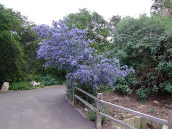 Ceanothus ‘Ray Hartman,’ a cultivated hybrid, one of the easiest Ceanothus to grow, blooms in winter & spring... but deer love it. Photo: Plantmaster