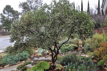 The Manzanita cultivar Arctostaphylos densiflora 'Howard McMinn,’ a good transition choice, sports pink blossoms in spring atop twisting red branches.
