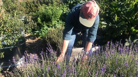 Herbs integrate easily into an edible garden. Photo: Marty Nelson