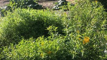 The yellow-orange flowers on Mexican tarragon attract birds, bees, and butterflies. Photo: Marty Nelson