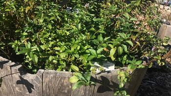 Chocolate mint works well as a container plant. Photo: Marty Nelson