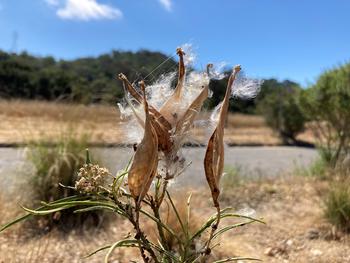 Signaling the beginning of fall, seed pods break open on Asclepias fascicularis. The seeds are connected to a white floss to help them spread in wind.