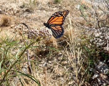 Protect breeding and migratory habitat with the cultivation of narrow leaf milkweed, Asclepias fascicularis, in the inland areas.