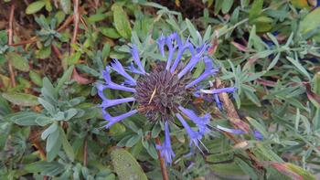 Salvia clevelandii is fragrant all year long and produces purple blooms all summer. Photo: Diane Lynch
