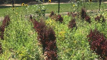 Growing different varieties of plants together increases garden diversity with beneficial results. Photo: Marty Nelson