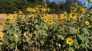 Sunflowers are friendly to some plants and tough on others.. Photo: Marty Nelson