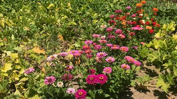 Flowering plants attract pollinators and beneficial insects to an edible garden. Photo: Marty Nelson