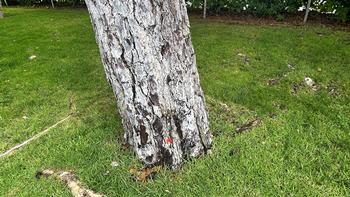 A tree should not look like a pencil stuck in the ground make certain the root flare is above soil level. Photo: James Campbell