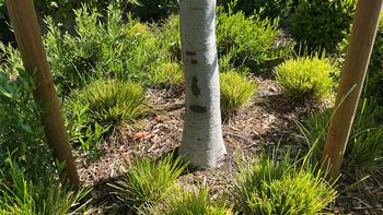This well planted tree shows the proper root flare at ground level. Photo: James Campbell