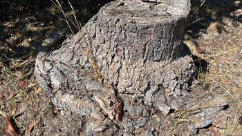 This tree succumbed to root girdling which is not always visible above ground. Photo: James Campbell