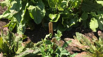 Leafy greens can provide a continuous harvest throughout the winter months . Gail Perrin
