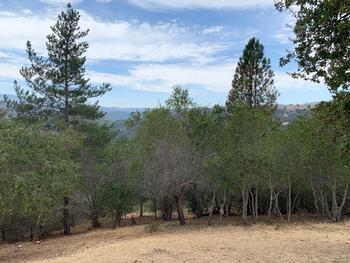 After treatment, a similar area of the Fuel Break is cleaned up, with dead materials removed & trees limbed up. Photo: Anne Crealock, MWPA