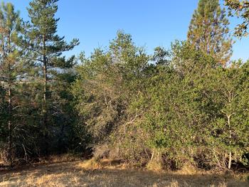Before treatment, an area of the Greater Ross Valley Shaded Fuel Break contains lots of underbrush & dead materials. Photo Credit: Anne Crealock, MWPA