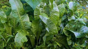 Horseradish plants grow large green leaves and white fleshy underground roots. Photo: Flickr