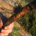 December 2022: Horseradish Harvest