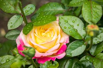 Rainy weather with mild temperatures are ideal growing conditions for this disease. Photo: PxHere