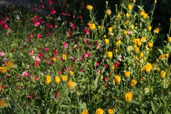 Cheery Calendula is in the foreground with Salvia Hot Lips in the background. Photo: Dorothy Weaver