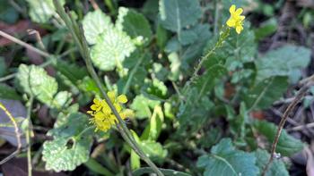 Wild mustard has little yellow flowers is one of the richest sources of pollen bees see all year. Photo: James Campbell