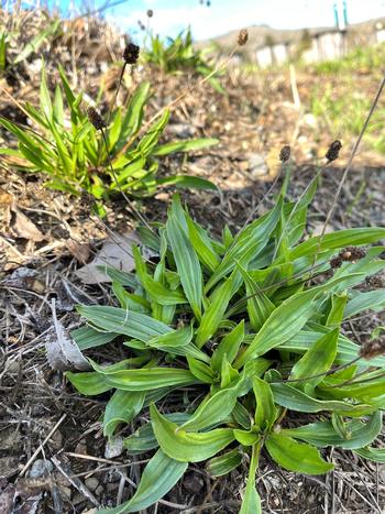 Buckhorn plantain has a taproot that indicates the soil where it is growing may be compacted. Photo: James Campbell