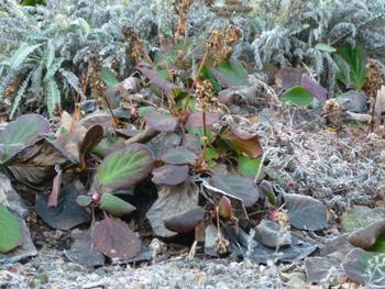 Frost damage in a winter garden. Photo: Martha Proctor