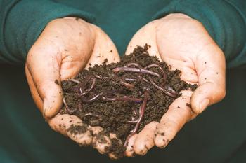 There is more carbon sequestered in the planet's soils than in all the world's plants and atmosphere combined. Photo: Sippakorn Yamkasikorn, unsplash