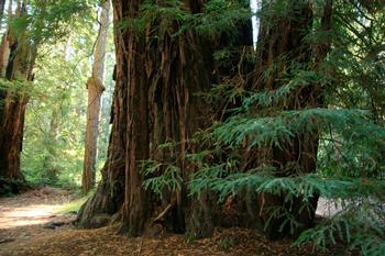 Because of their longevity, redwood trees store more carbon dioxide per acre than any other forest in the world. Photo: Kevin Casper