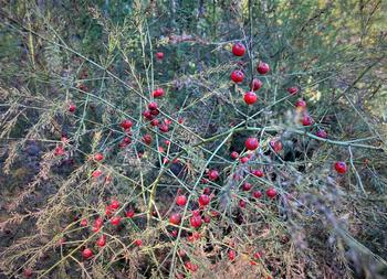 Do not eat the female asparagus berries that form on the feathery branches, as they are poisonous. Photo: Alice Cason