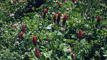 Clover is a common cover crop. Photo courtesy of UC Regents