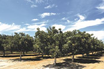 The future of pistachio growing in CA is threatened by climate change as these trees have a high requirement of chill hours (average 900). Dreamstime