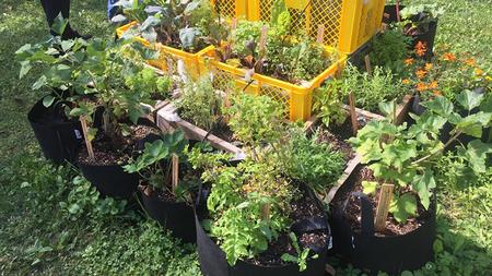 Grow bags combine well with other containers and make it possible to grow edibles where space is limited. Photo: Wikimedia commons