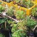 February 2023: Growing Veggies in Bags